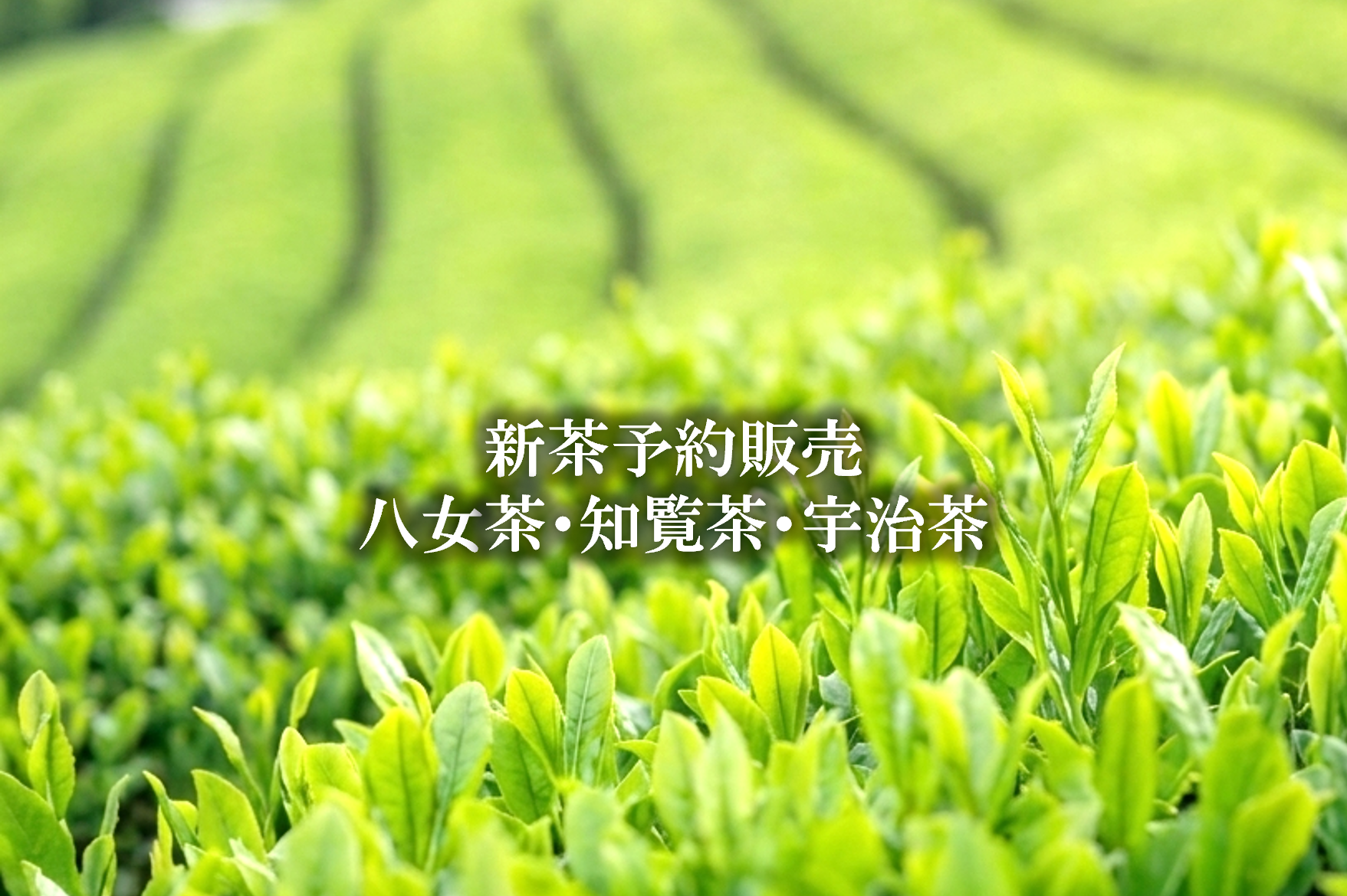 春の息吹と、新茶のひととき