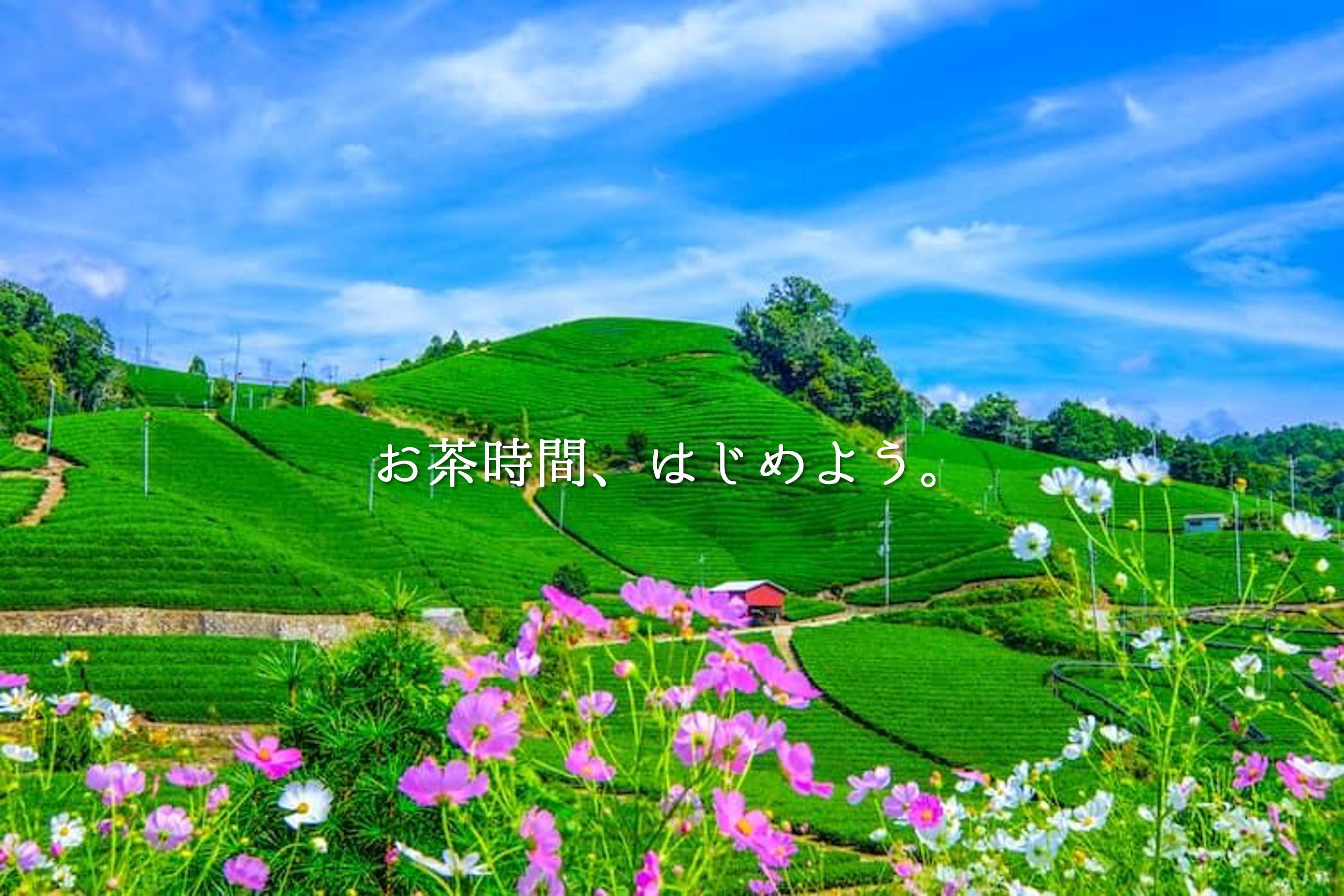 お気に入りの産地をお得に追加ご購入！特上冷茶シリーズ