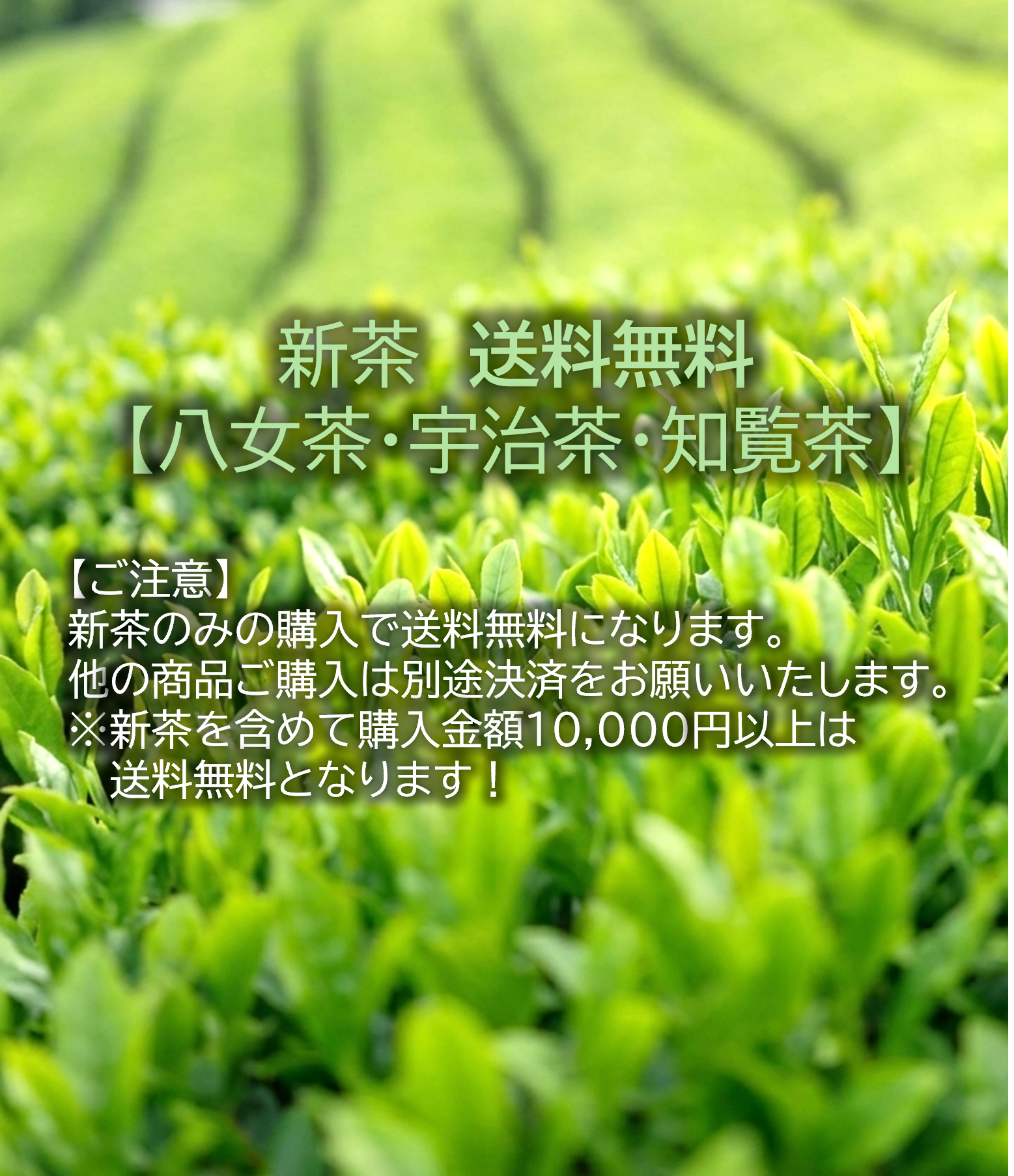 【新茶】八女茶
